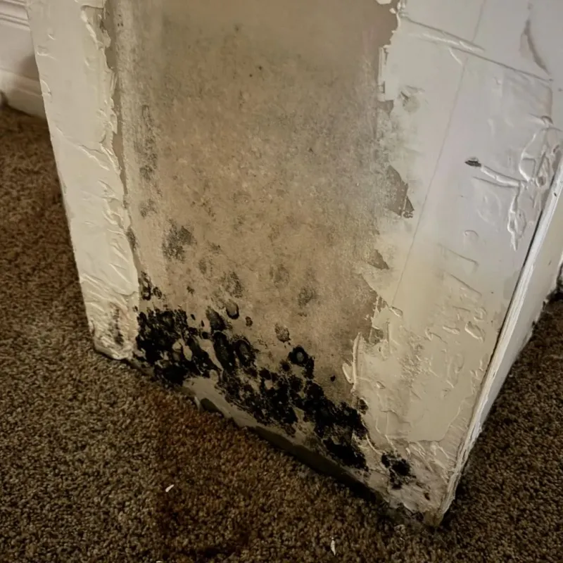 Professional Mold Removal in New Orleans, LA